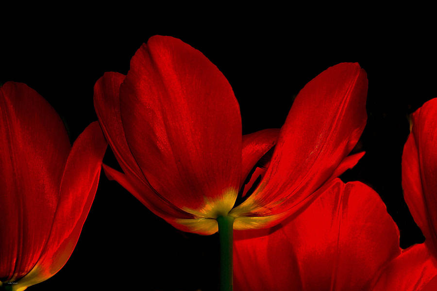 Red Silk Photograph by Linda Sannuti
