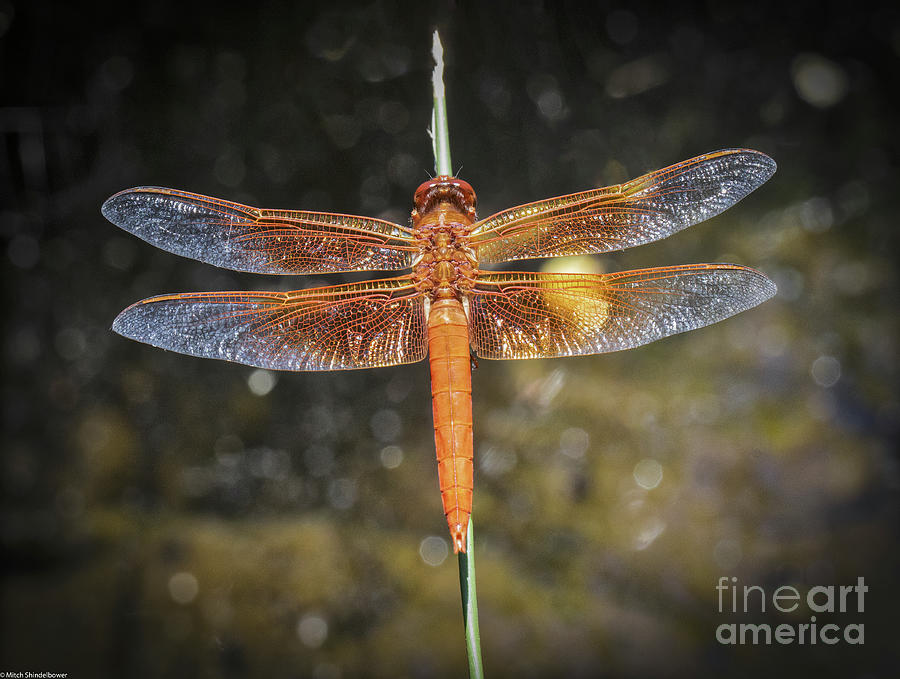 Red Skimmer 3 Photograph