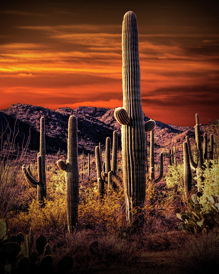 Red Sky with Saguaro Cactuses Photograph by Randall Nyhof