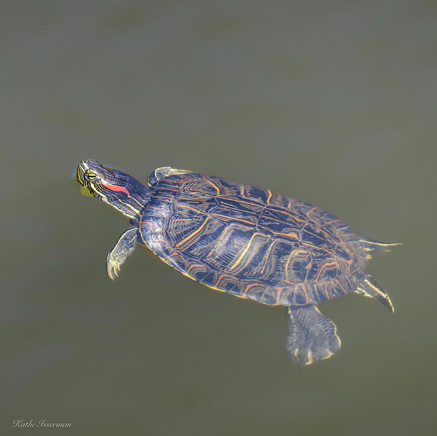 Red Slider Swimming Photograph by Kathi Isserman - Pixels