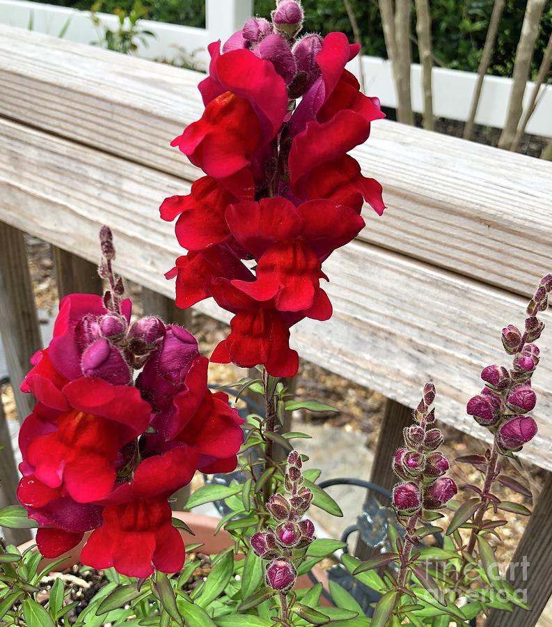 Flowers Still Life Tapestry - Textile - Red Snapdragon  by Catherine Ludwig Donleycott