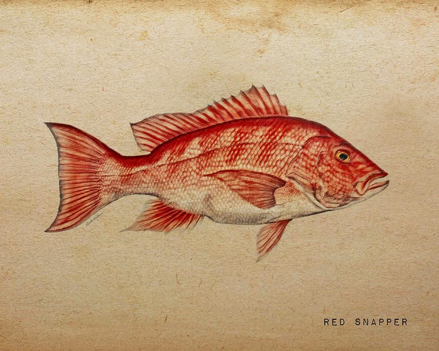 Red Snapper Color Sketch Aquatic Portrait Digital Art by Scott Wallace