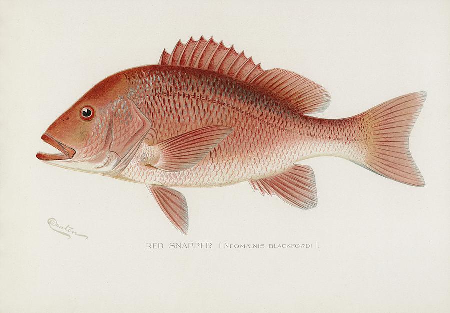 Red Snapper Neomaenis Blackford illustrated by Sherman F Denton 1856-1937 from Game Birds and Fishes Painting by Les Classics