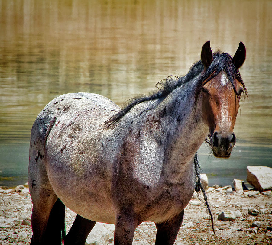 Red sorrel wild Mustang horse Photograph by Waterdancer - Fine Art America