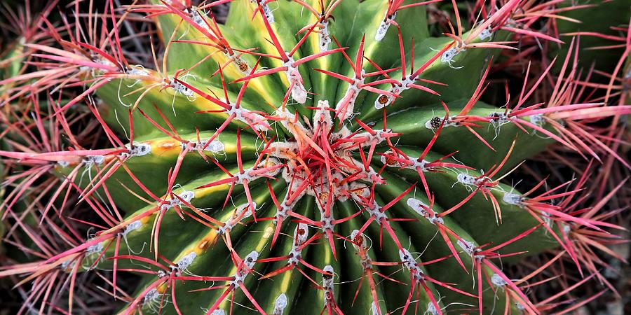 Red Spines - Barrel Cactus Photograph by KJ Swan