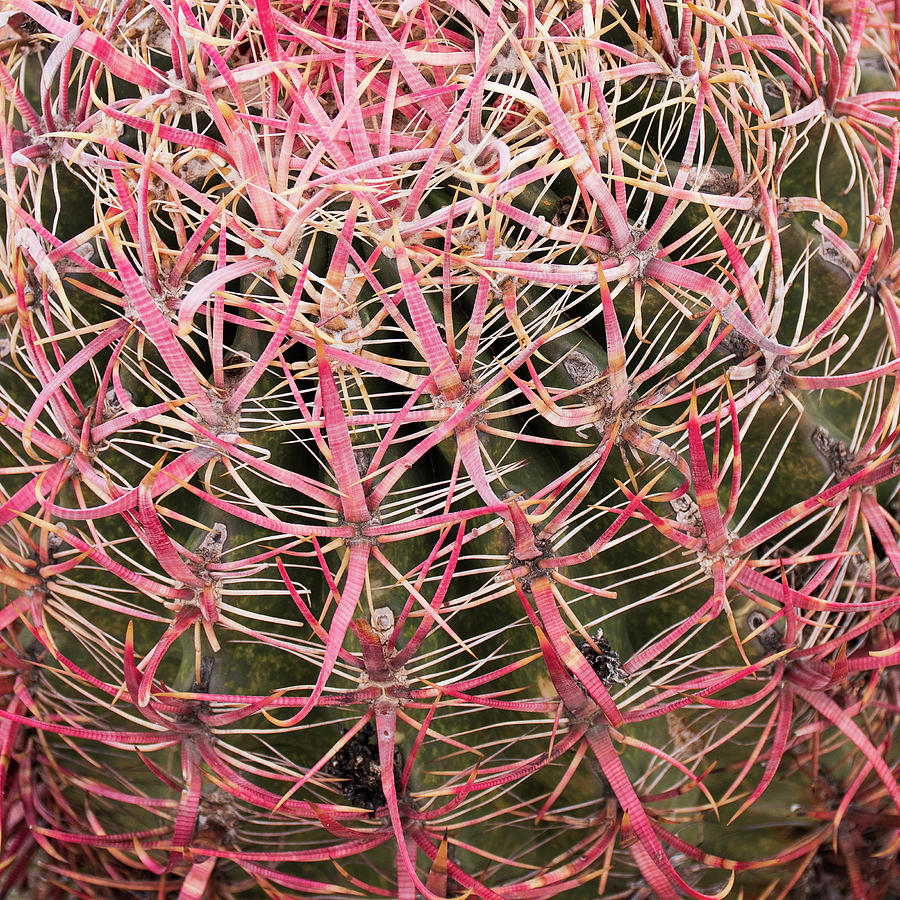 Red Spines Photograph