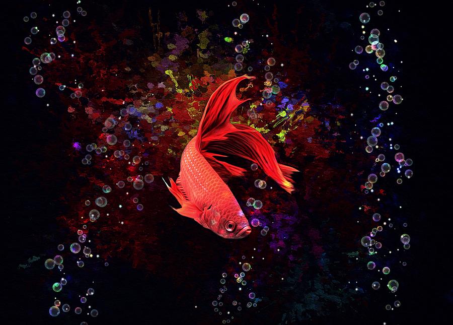 Red Splenden Siamese Fighting Fish Digital Art