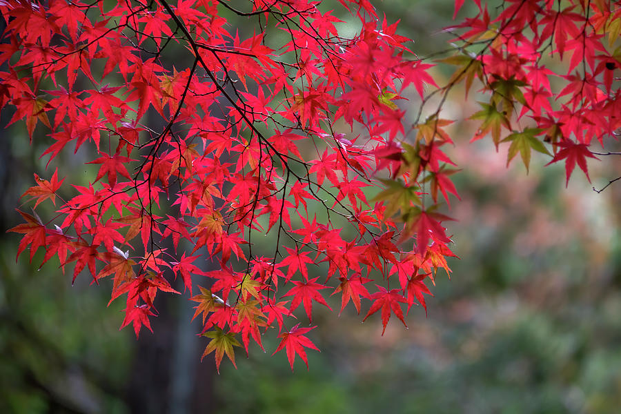 Red Splendor Photograph by Richard Baker - Fine Art America