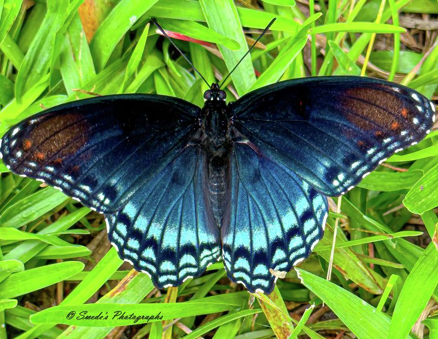 Red Spotted Admiral Photograph by Coy Pearson - Pixels