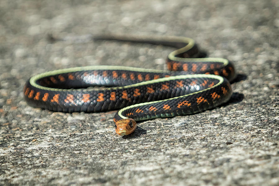 Red Spotted Garter Snake Photograph by Belinda Greb