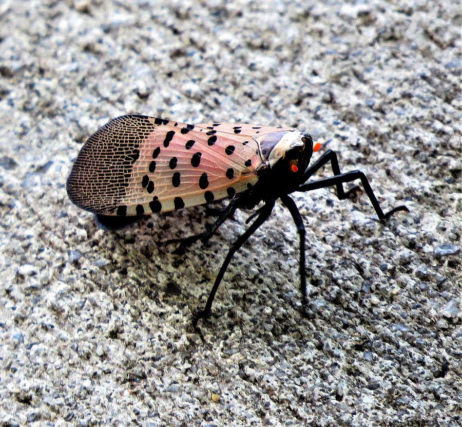 Red Spotted Lanternfly Closeup Photograph by Linda Stern