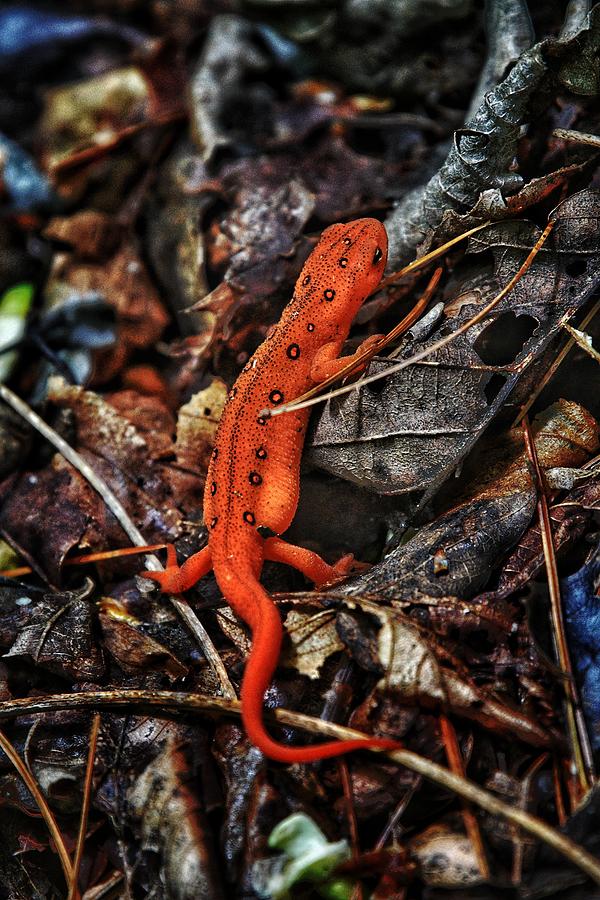 Red Spotted Newt Photograph by Evan Foster