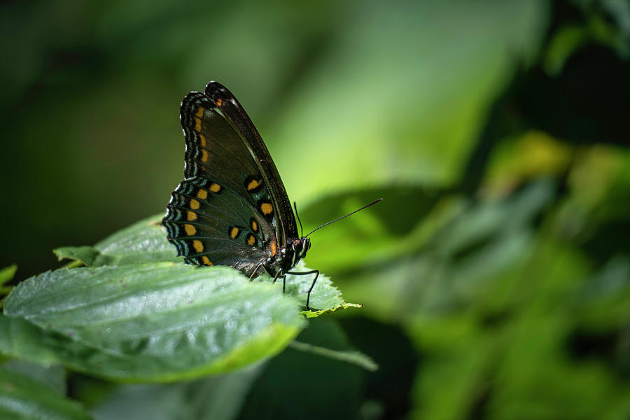 Red Spotted Purple Admiral Butterfly Photograph by Jason Fink