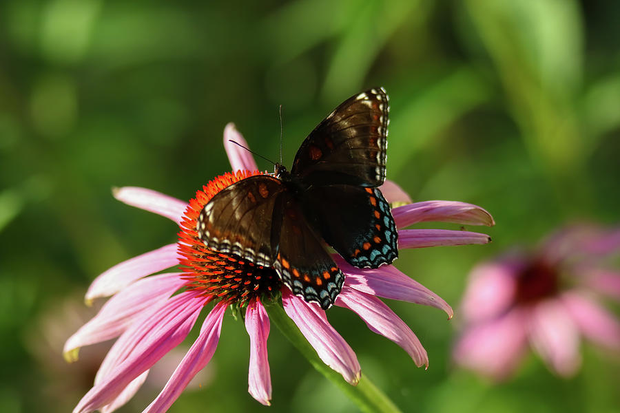 Red Spotted Purple Photograph by Brook Burling