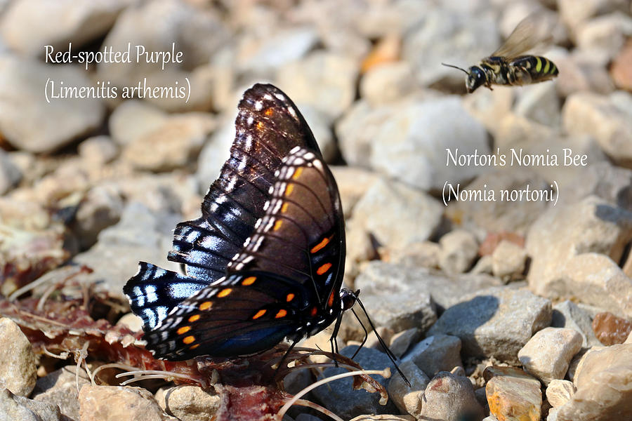 Red-spotted Purple Butterfly and Nortons Nomia Bee Photograph by Mark Berman