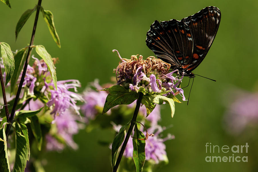Red-Spotted Purple Butterfly Photograph by JT Lewis