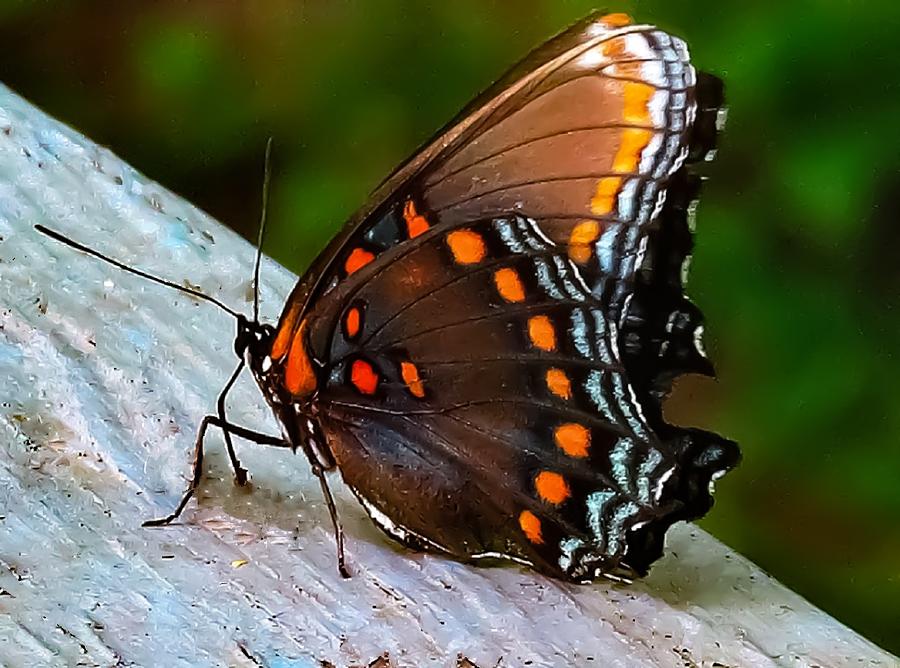 Red-Spotted Purple Butterfly Photograph by Linda Stern
