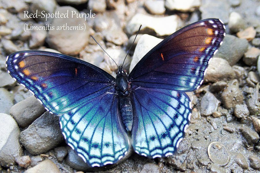 Red-Spotted Purple Butterfly Photograph by Mark Berman