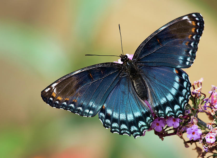 Red-spotted purple Photograph by Jayne Gulbrand - Fine Art America