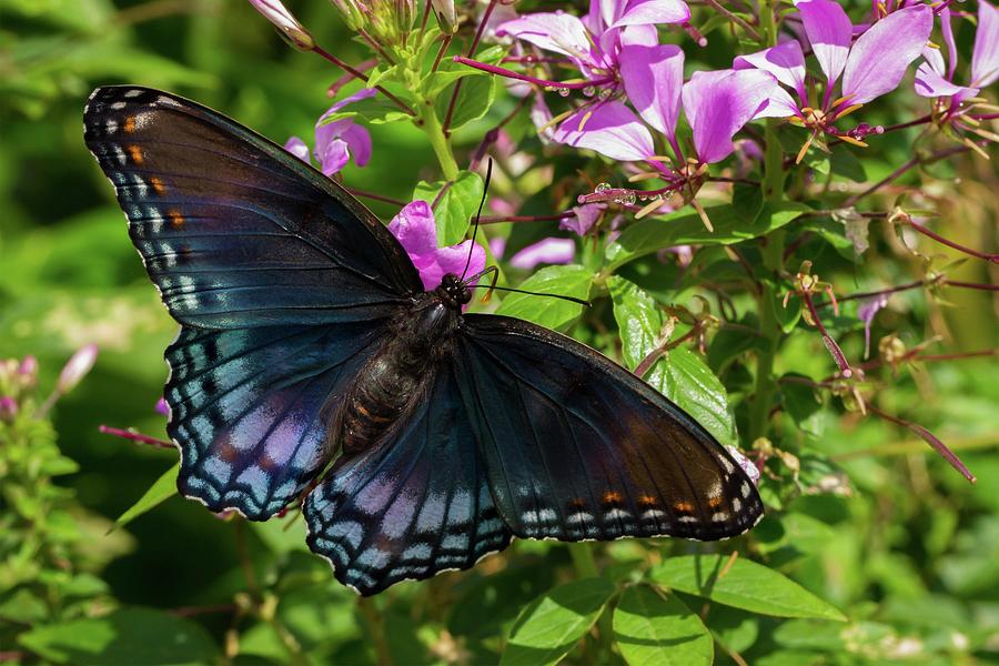 Red Spotted Purple on Cleome Photograph by Liza Eckardt