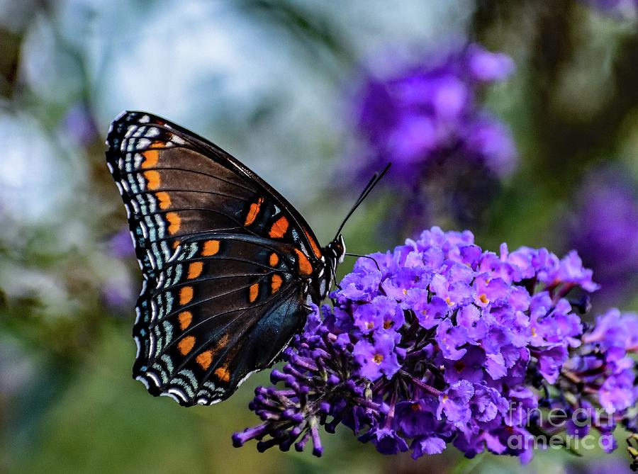 Red-spotted Purple On Purple Butterfly Bush Photograph by Cindy Treger