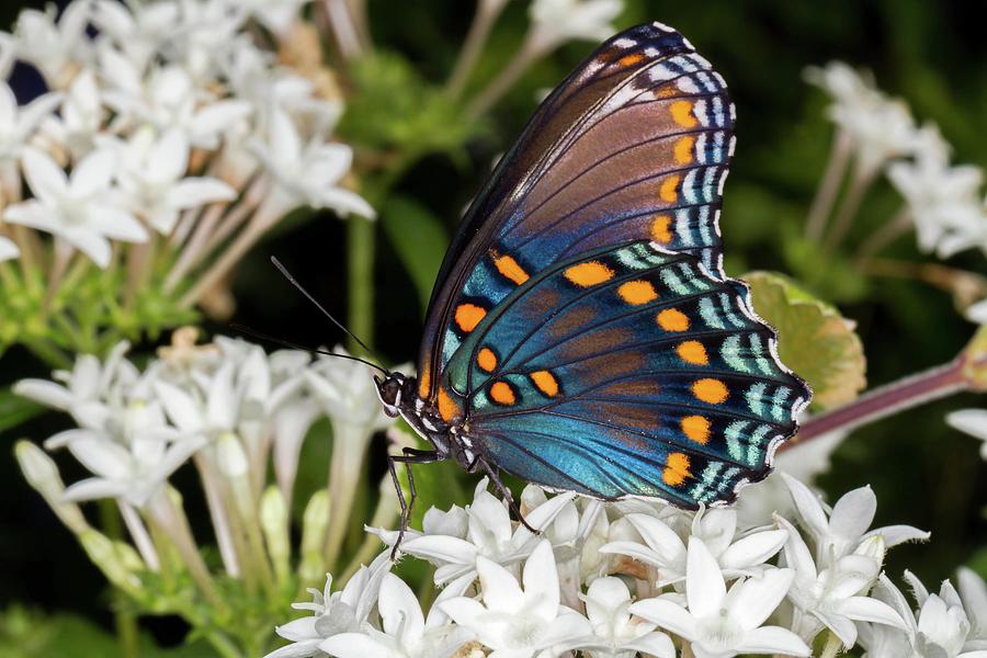 Red-Spotted Purple on Star Flower Photograph by Liza Eckardt