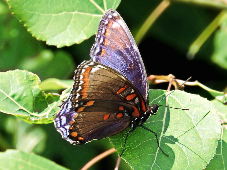Red Spotted Purple Photograph by Susan Hope Finley