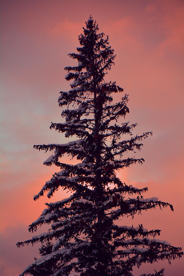 Red Spruce Pine of Bromley Mountain at Sunset Photograph by Raymond Salani III