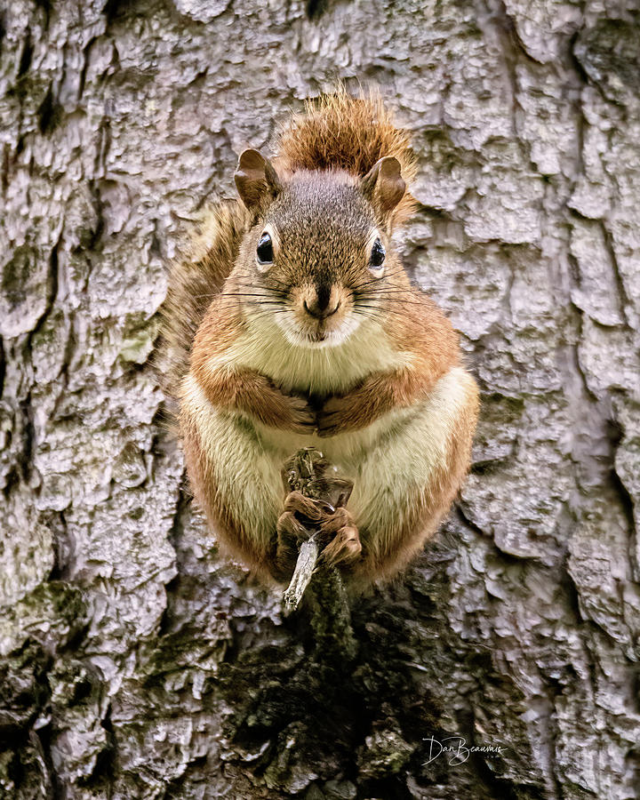 Red Squirrel #0633 Photograph by Dan Beauvais