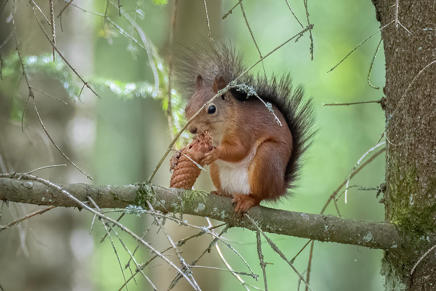 Wildlife Photograph - Red Squirrel 5 by Inerro Land