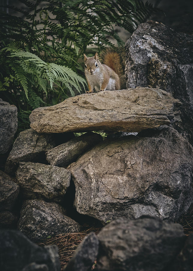 Red Squirrel and Rock Wall 2 Photograph by Bob Orsillo