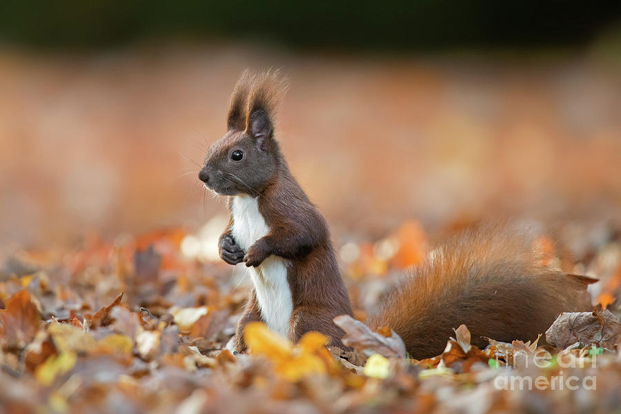 Red Squirrel Photograph by Arterra Picture Library