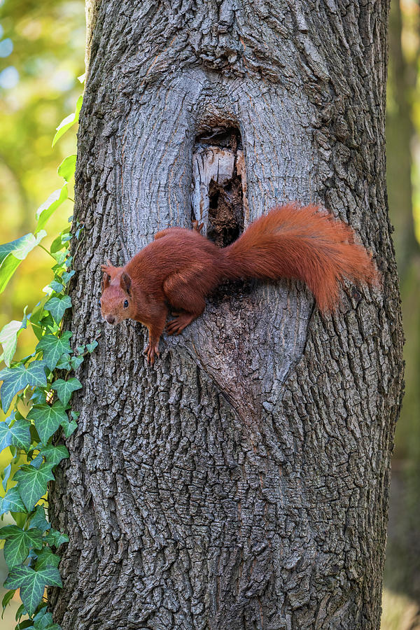 Wildlife Photograph - Red Squirrel At Tree Hollow by Artur Bogacki