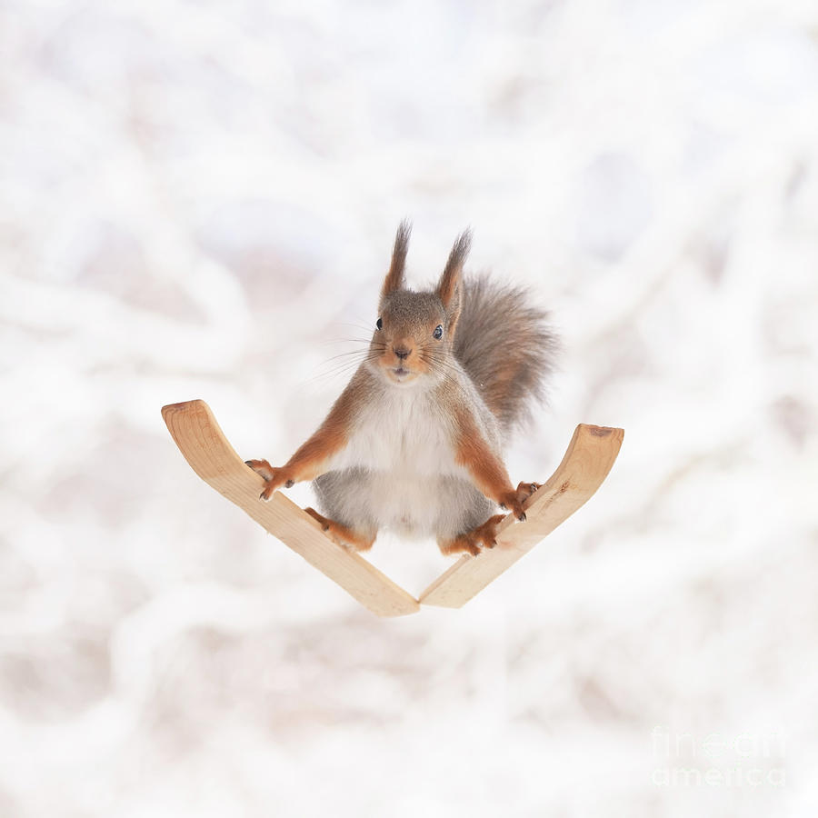 Red squirrel balancing on skis looking at the viewer Photograph by