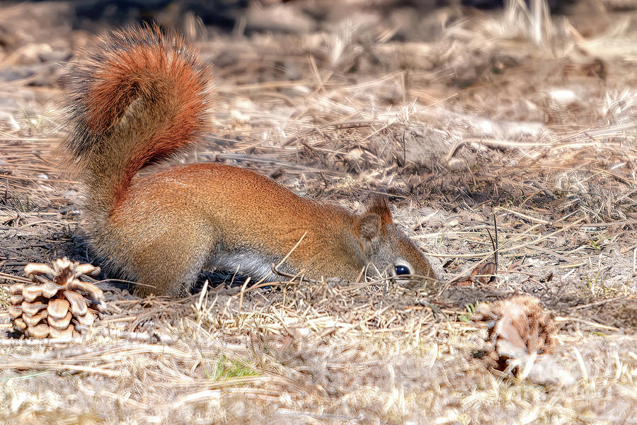 Red Squirrel Burying Nut Photograph by Charline Xia