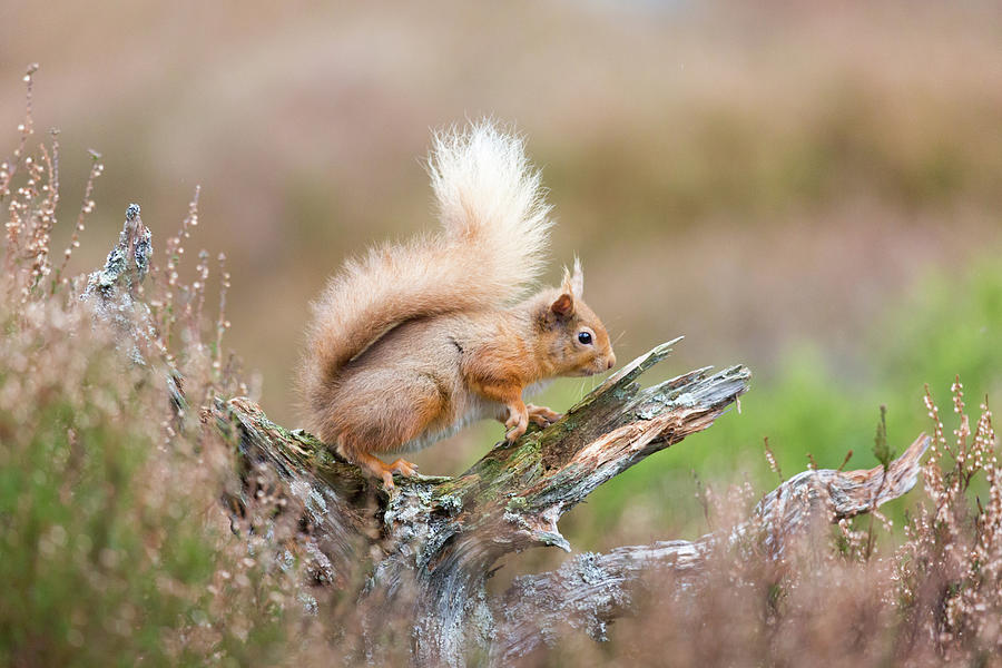 Red Squirrel, Cairngorms Photograph by Anita Nicholson