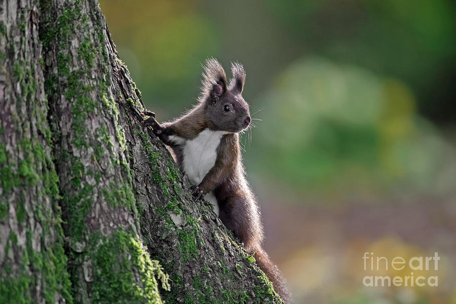 Red Squirrel Climbing Tree Photograph by Arterra Picture Library