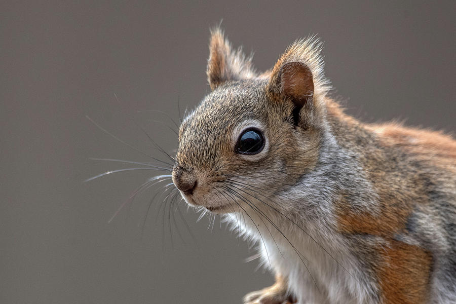 Wildlife Photograph - Red squirrel Closeup by Paul Freidlund