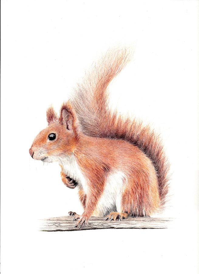 Nature Painting - Red Squirrel by Debra Hall