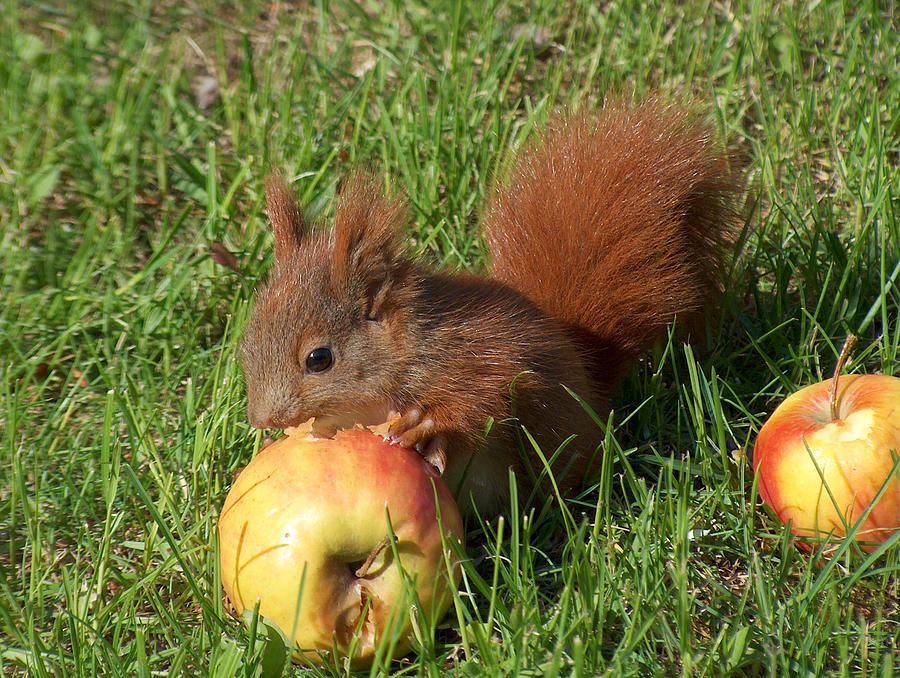 Red squirrel eating an apple close up Photograph by Pejft