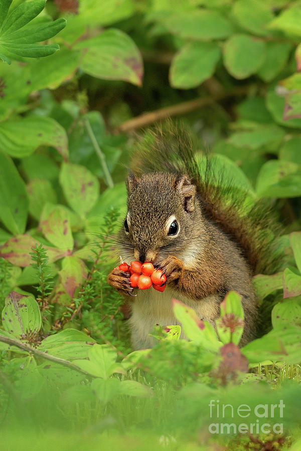 Summer Photograph - Red Squirrel Eating Devils Club Berries by Nancy Gleason