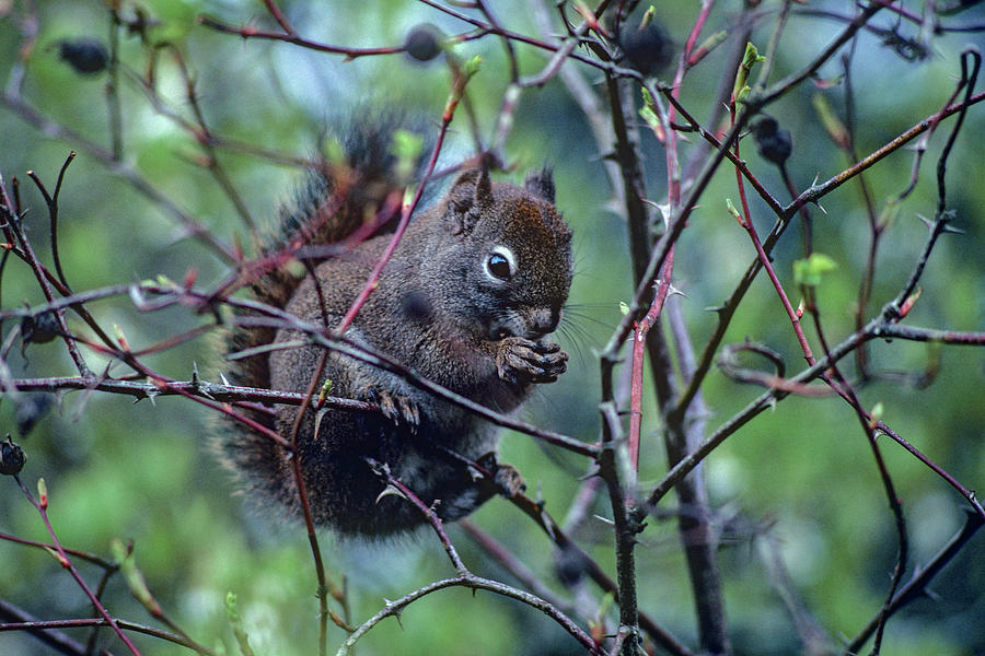 Wildlife Photograph - Red Squirrel eating rosehips by Tim Fitzharris