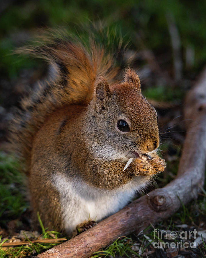 Red Squirrel eating Sunflower Seeds Photograph by Lorraine Cosgrove