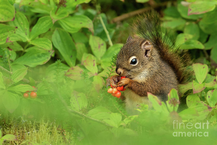 Summer Photograph - Red Squirrel Eats Berries #2 by Nancy Gleason