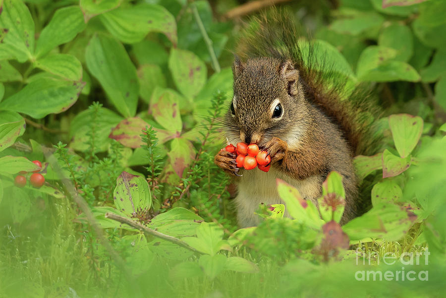 Summer Photograph - Red Squirrel Eats Berries by Nancy Gleason