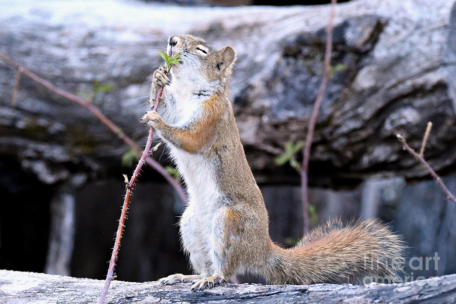 Red Squirrel Eyes Closed Smelling Wild Raspberry Plant Photograph by GW