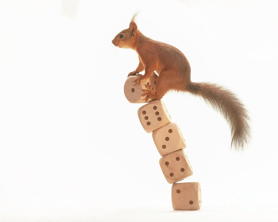 Red Squirrel Falling With Big Dices Photograph by Geert Weggen - Fine ...