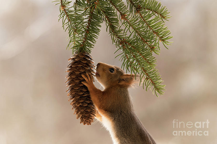 https://images.fineartamerica.com/images/artworkimages/mediumlarge/3/red-squirrel-holding-a-pinecone-geert-weggen.jpg