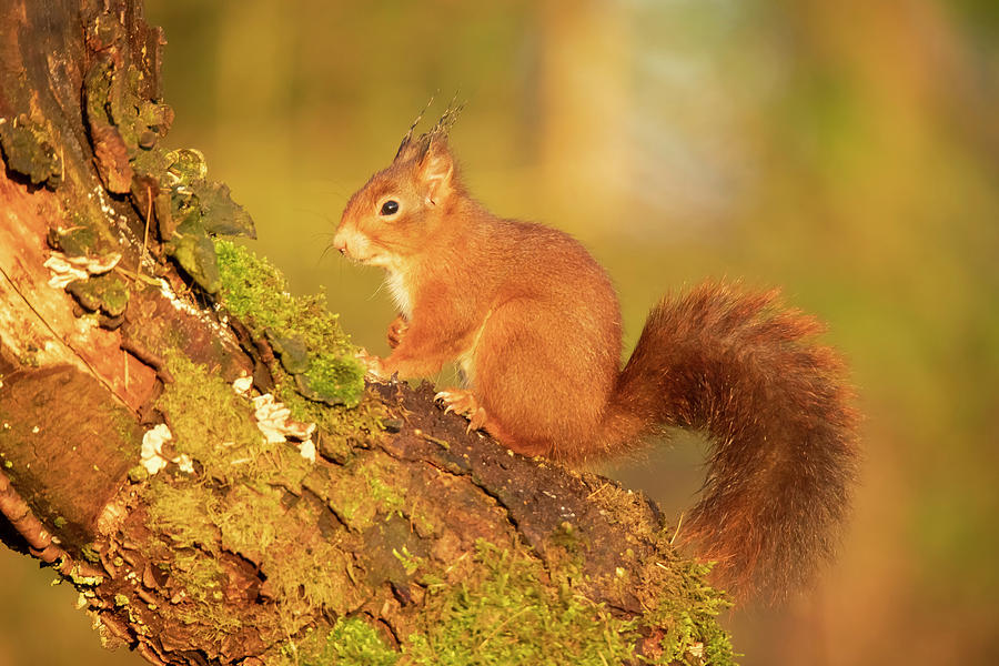 Red Squirrel in a Tree Photograph by Gert Hilbink - Fine Art America