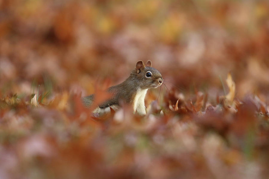 Red Squirrel in Fall Leaves Photograph by Sue Feldberg - Fine Art America